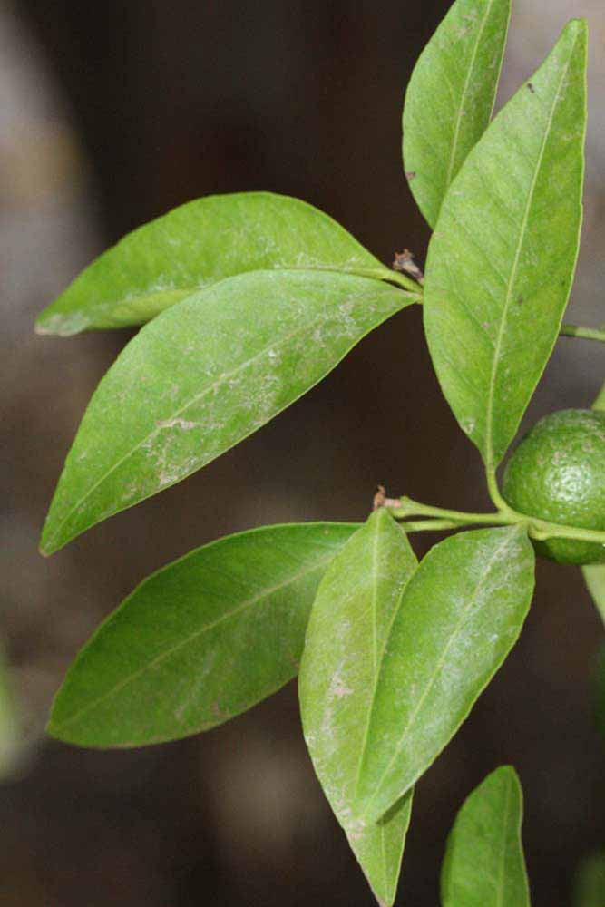              Shade leaves (Riverside, CA)       